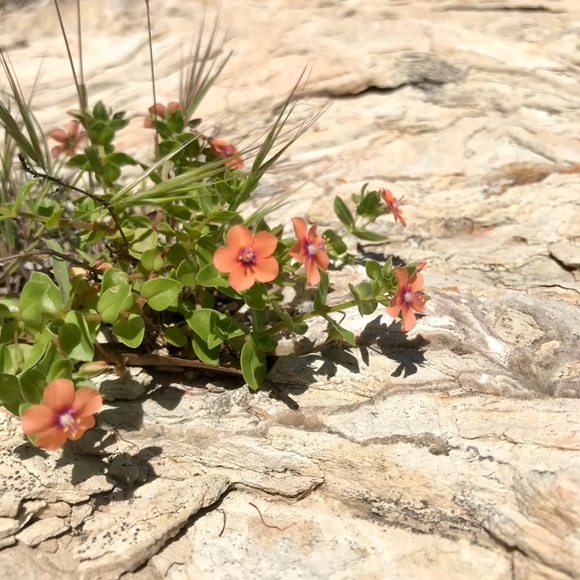 Meet your Posher, Claudia - Picture 1 of 1